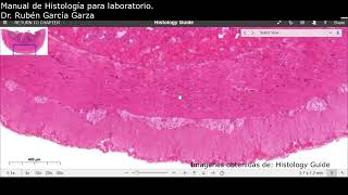 Manual de laboratorio C17 ACT6 Muscular externa del intestino delgado [upl. by Jarad]