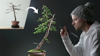 Transformation of a Japanese Larch Bonsai Tree [upl. by Wentworth]