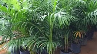 Areca Palm Care Tips  Areca Palm Repotting garden arecapalm plants [upl. by Spain]