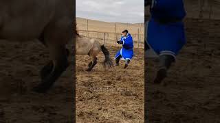 What I should do equestrian horse rider wildhorses shorts viralshorts youtubeshorts [upl. by Llenaej]