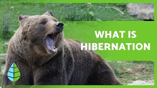 What is HIBERNATION and what ANIMALS HIBERNATE 🐻🐸 [upl. by Campbell]