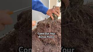 Why You Should Comb Out Your Bonsai Roots bonsai bonsaitree gardening plants tree tips shorts [upl. by Staci]