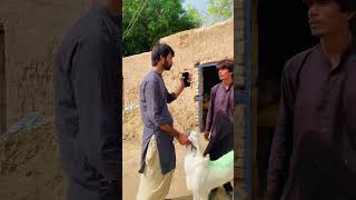 Rang badalny wali bheer 🐑  Wait for end 🤣 comedy funny shortfilm youtubeshorts shortvideo [upl. by Aubine407]