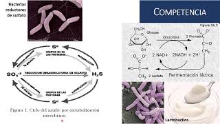 Interacciones Microbianas 1 [upl. by Aiel]