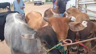 feira do gado posto alto serra Pe290924 [upl. by Coughlin]