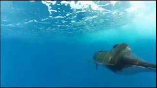 TOP 3 Fastest fish in the ocean！！They swim so fast！（sailfish marlin） [upl. by Mabel]