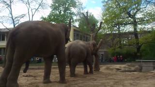 Asiatische Elefanten im Berliner Zoo pflanzen sich fort [upl. by Rene886]