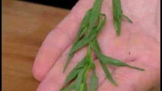 Cooking Tips  How to Pick Tarragon [upl. by Avera]