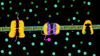 Transmembrane Potential [upl. by Nomrac]