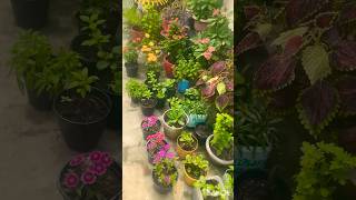 Natural life 🥰💐Happy life 🤗naturelovers wintergarden gardenflowers youtubeshorts [upl. by Anyala]