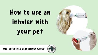 How to Use an Inhaler with your Pet  Milton Keynes Veterinary Group [upl. by Phedra]