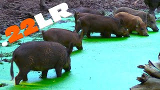 22LR DROPS WILD BOAR WILD HOG HUNTING [upl. by Annalla]