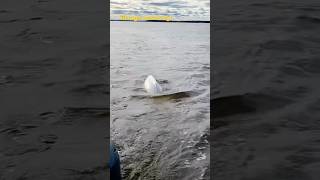 Beluga migration in Hudson Bay nature beluga churchill hudsonbay whale migration rare cool [upl. by Nnaylrebmik]