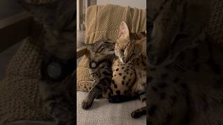 Serval and Savannah Cats Best Friends serval cat servals [upl. by Dyke]