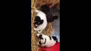 Karakachan puppies start their training with chickens [upl. by Cooper]