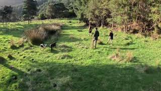 Young boar hunting nz [upl. by Raamaj]