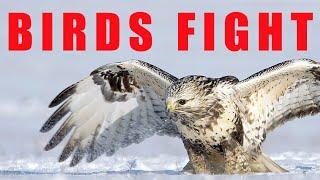 Birds of prey fighting  Roughlegged Buzzard [upl. by Glennis]