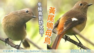 20211125 冬候鳥到訪大安黃尾鴝母鳥【大安森林公園Daurian Redstart female】 [upl. by Lejna]