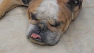 Head tremors in Bulldogs and French Bulldogs Dr Kraemer Vet4Bulldogcom [upl. by Orravan]