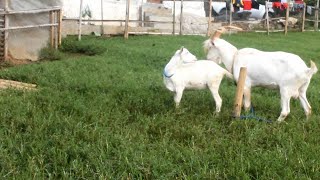 The Best Generation for Male saanen Goats  The Best Saanen Goat Generation on the Farm [upl. by Milewski]