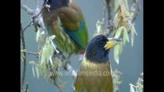 Barbets and other birds of the lower Himalayas [upl. by Ycinuq619]