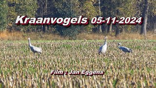 Kraanvogels 05 11 2034 [upl. by Debor866]