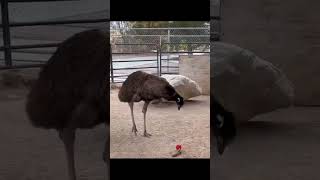 Emu with Weasel Ball at the Lion Habitat Ranch [upl. by Lucilia905]