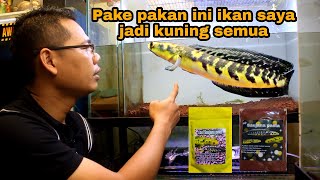 PAKAN RACIKAN IKAN CHNNA BIAR MAKSIMAL [upl. by Sadick]