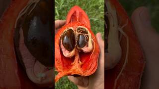 Beautiful Fruit Mamey Sapote Double Sprouted Seed [upl. by Staci]