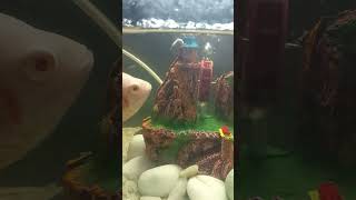 aquriam molly vs oscer fishtank fishing [upl. by Graaf]