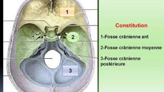 ANATOMIE MS Ostéologie de la base du crâne [upl. by Leda]