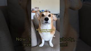 Corgi howl corgi doglife doghowling howlingdog [upl. by Kirkpatrick]