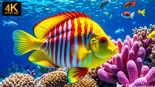 Under Red Sea 4K  Beautiful Coral Reef Fish in Aquarium Sea Animals for Relaxation  4K Video 1 [upl. by Charlene]