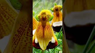 Darwins Slipper Calceolaria uniflora  The Worlds Most Amazing Plants [upl. by Rebeca]