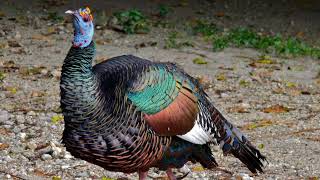 Ocellated Turkey sound effectEndangered species [upl. by Tena]