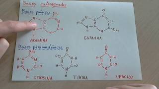 Bases nitrogenadas que son tipos y como se asocian en el ADN y ARN [upl. by Attebasile512]