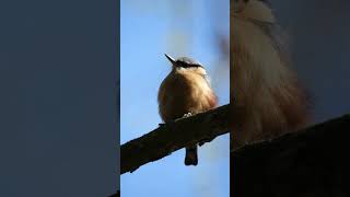 Eurasian nuthatch or wood nuthatch Sitta europaea birds wildlifephotography naturelovers [upl. by Hen]