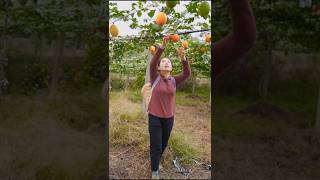 Juice Passion fruit harvest and seed collection shorts fruit satisfying [upl. by Torbert]