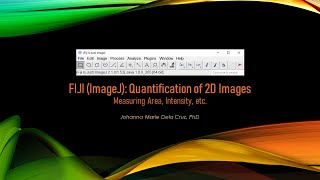 FIJI ImageJ Quantification of 2D Images Measuring Area Intensity etc [upl. by Atiuqiram]