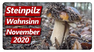 STEINPILZ WAHNSINN Teil 4  Speisepilze sammeln im November [upl. by Ayekat]