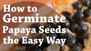 How To Germinate Papaya Seeds the Easy Way TCEG Episode 2 [upl. by Winter]