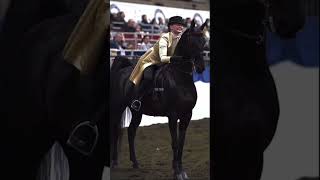 it still BLOWS my mind big lick and saddleseat get mixed up horse equestrian saddleseat biglick [upl. by Bathelda628]