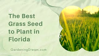 The Best Grass Seed to Plant in Florida [upl. by Arnaldo25]