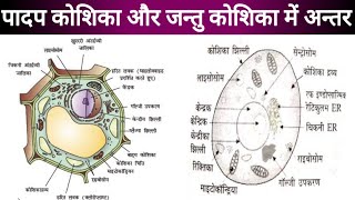 पादप कोशिका plant cell  जन्तु कोशिका animal cell [upl. by Ku]