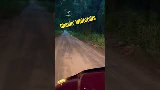 Chasing Florida Whitetails smallwatercharters floridadeer countrymusic [upl. by Aitnom]