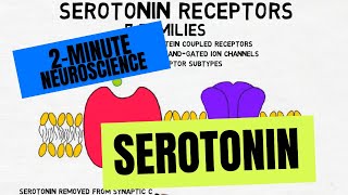 2Minute Neuroscience Serotonin [upl. by Shaylyn795]