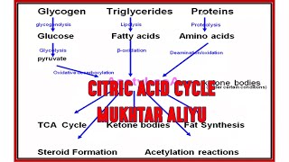 Metabolism of carbohydrates Citric Acid Cycle and Endosymbiotic theory [upl. by Adirahs]