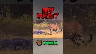 花豹竟然跟鱷魚同床而眠？ nature animals wildanimals 華哥説動物 [upl. by Nolos]