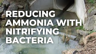 Reducing Ammonia in Wastewater Using Nitrifying Bacteria [upl. by Nipahc]