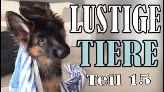 Süße und Lustige Tiervideos  Teil 15  ✪ Stern DuTube [upl. by Tadich]